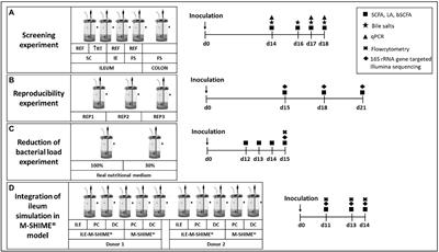 Development of a reproducible small intestinal microbiota model and its integration into the SHIME®-system, a dynamic in vitro gut model